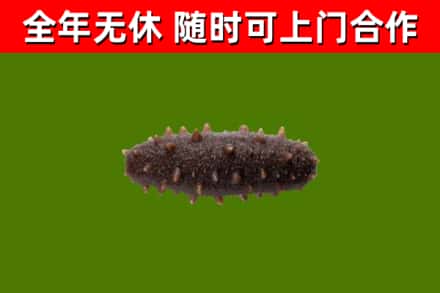 祥云回收海参干